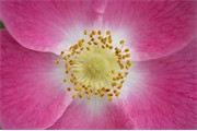 Downy rose (Rosa villosa) close-up of pink petals and stamens. Scotland. July 2006.